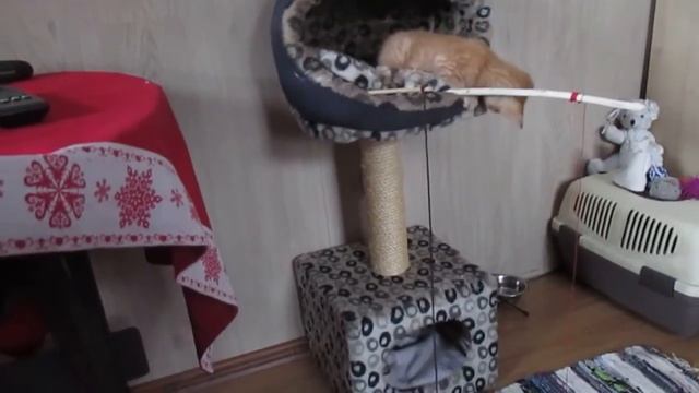 Про То, Как КОТЯТКИ-CФИНКСЯТКИ Рыбку Ловили ИЛИ УХА ПО-СФИНКСКИ!" смотреть онлайн