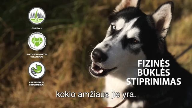 Brit Care | Prevencija per mitybą | Tik dabar 12+2 kg dovanų! смотреть онлайн
