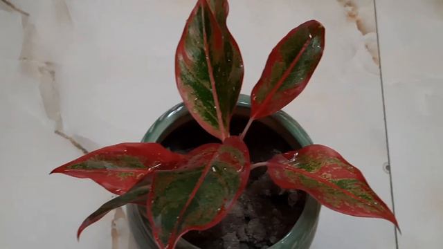 Aglaonema plant or Chinese Evergreen care and propagation//Lipstick aglaonema care/Best indoor plan смотреть онлайн