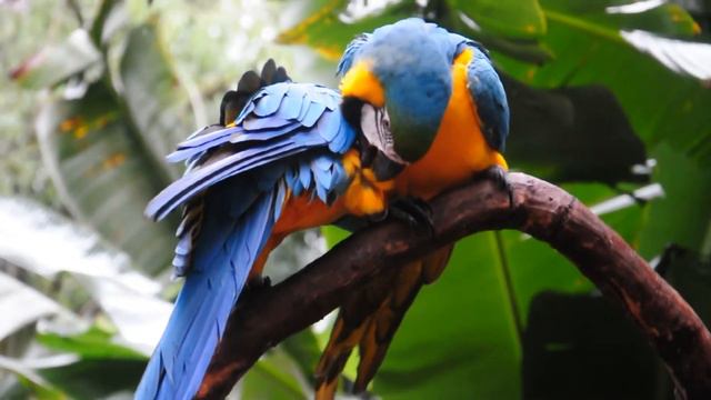 Красочные птицы планеты смотреть онлайн