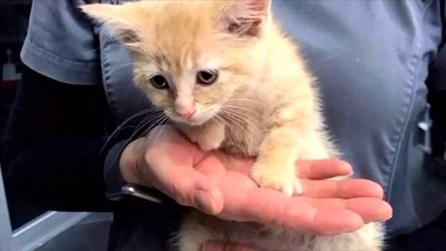 Забитый котёнок прижал уши, боясь посмотреть людям в глаза, он ещё не знал, что его ждёт дальше смотреть онлайн