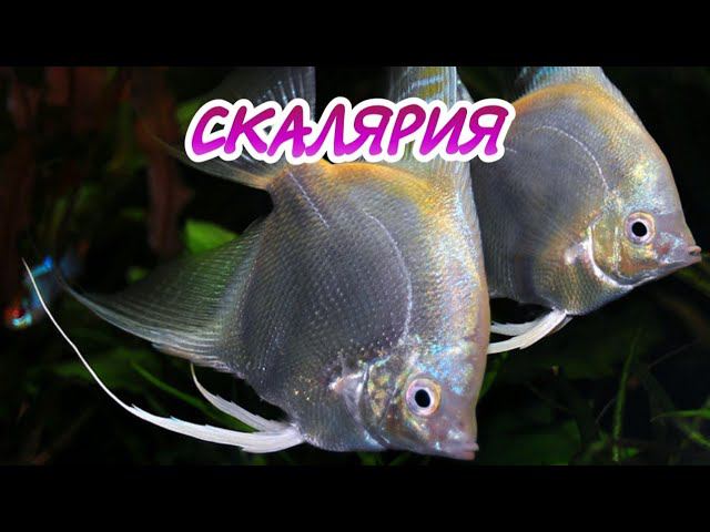 СКАЛЯРИЯ. УХОД И СОДЕРЖАНИЕ В АКВАРИУМЕ. смотреть онлайн