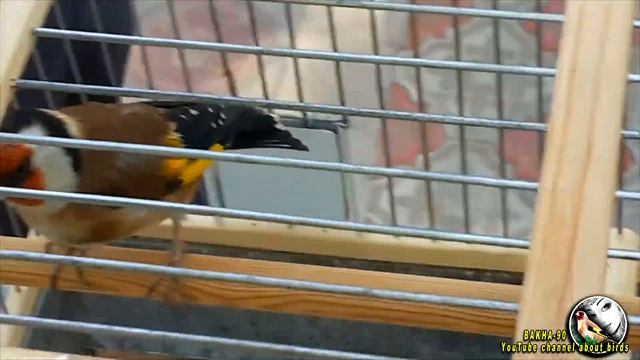 Птичий рынок Таджикистан город Канибадам смотреть онлайн