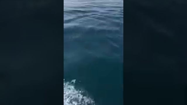 АНАПА МОРЕ 🌊 Дельфины играют с рыбаками смотреть онлайн