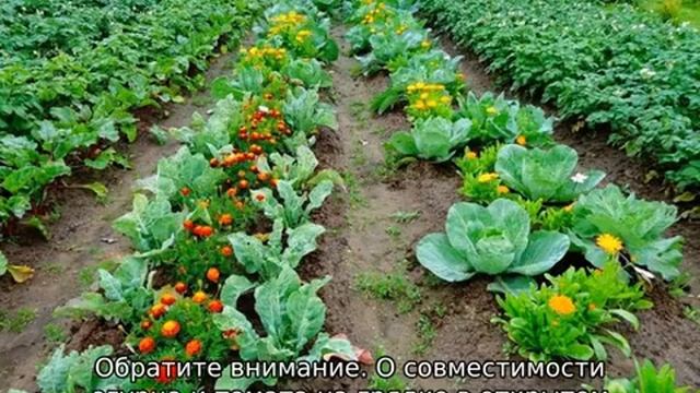 Что можно сажать рядом с огурцами смотреть онлайн