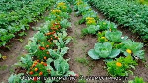 Что можно сажать рядом с огурцами