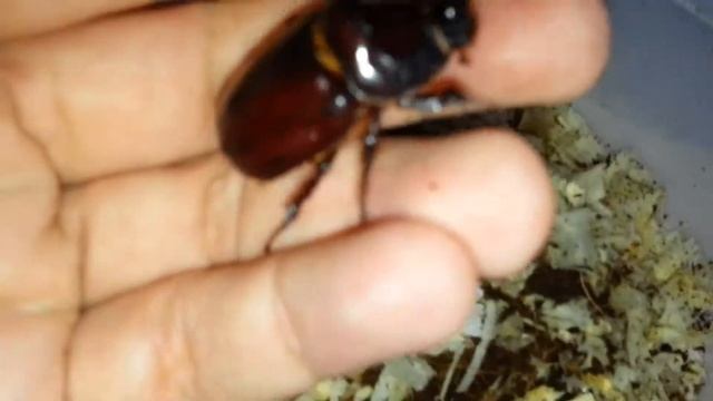 Новый незапланированный питомец - жук-носорог. New unplanned pet - oryctes nasicornis. (14.07.2016) смотреть онлайн