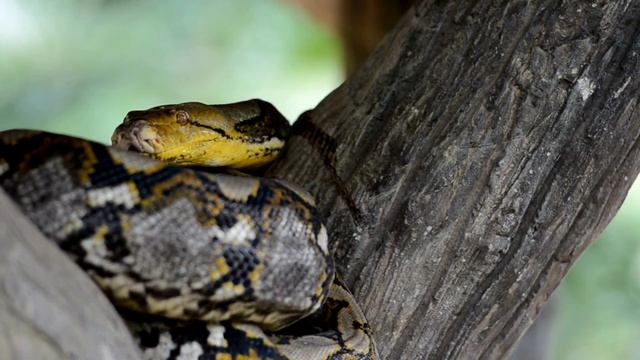SNAKE VENOM: Slithering Secrets of Snakes World! смотреть онлайн