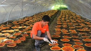 Гриб  рейши /  Как его выращивают для бизнеса