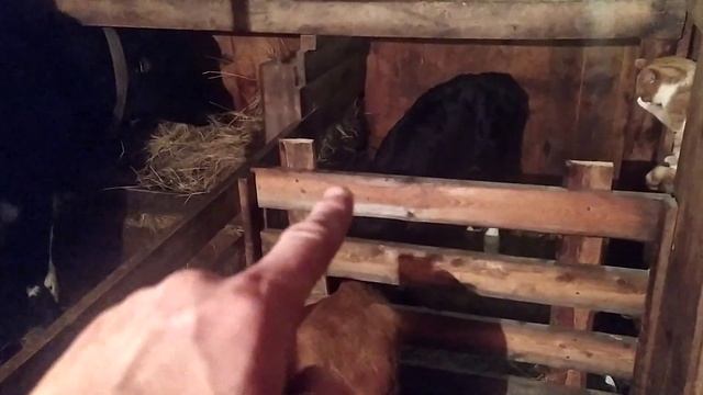 маленькие телята. как дела спустя 5 дней. жизнь за городом смотреть онлайн