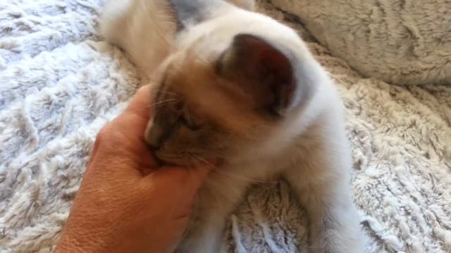 Jazzy the blue point Siamese kitten смотреть онлайн