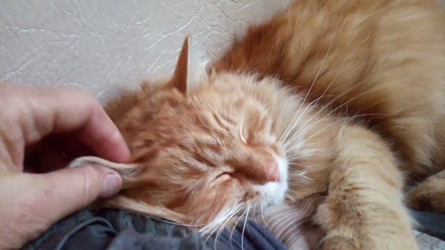А вы любите рыжих, пушистых котиков? смотреть онлайн