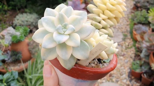 SUCULENTAS DIGNAS DE COLEÇÃO