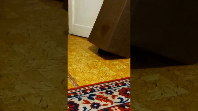 йоркширский терьер и мячик смотреть онлайн