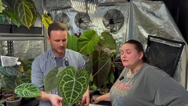 Amazing Anthurium Collection - Growing Grounds