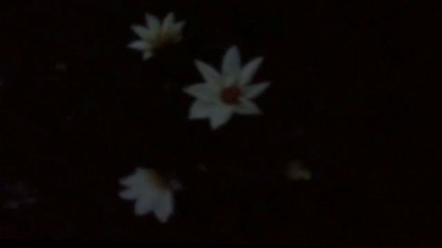 Ночные цветы (белые ,бледные...) старинный романс А.Шиловского. смотреть онлайн