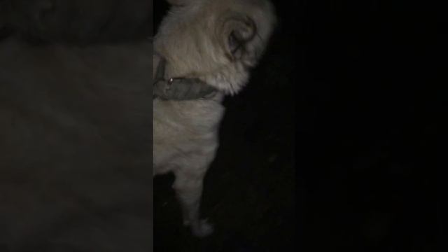 Собака против людей смотреть онлайн