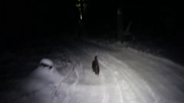 Кот в зимнем лесу