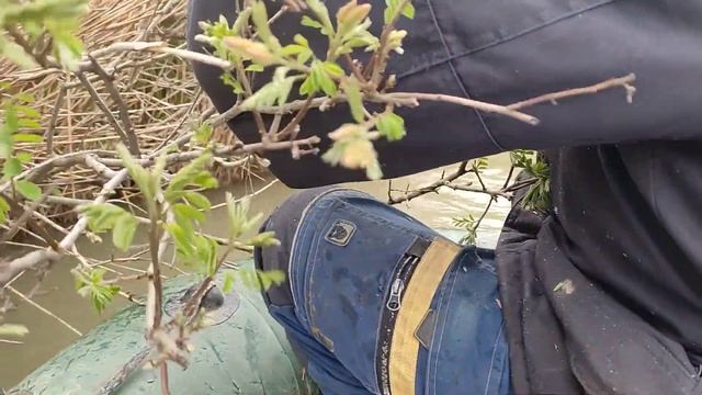 канальный сомик