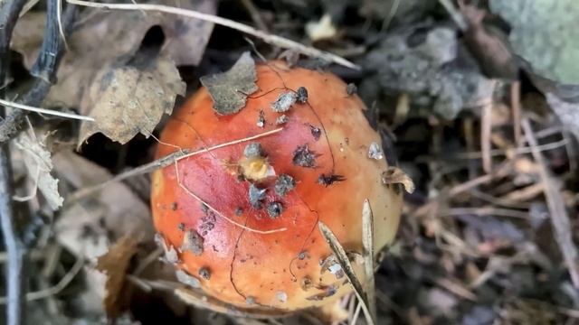 Подмосковные грибы в сентябре смотреть онлайн