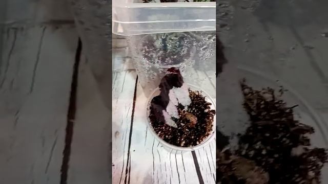 Мы растём! Бегонии декоративно-лиственные смотреть онлайн