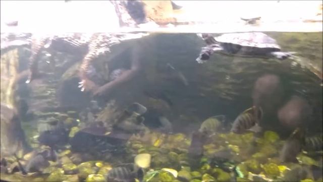 Воронежский океанариум смотреть онлайн