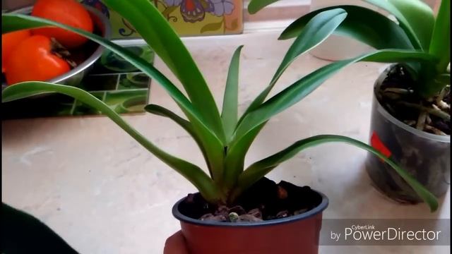 Новые орхидеи куплены на АВИТО 1 часть. смотреть онлайн