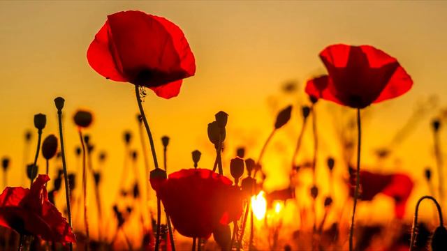 Ой, зеленеє жито, зелене. Українська народна пісня у виконанні Оксани Білозір. смотреть онлайн