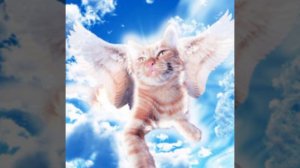 Песня хозяина Симбы Артёма почему же ты ушёл