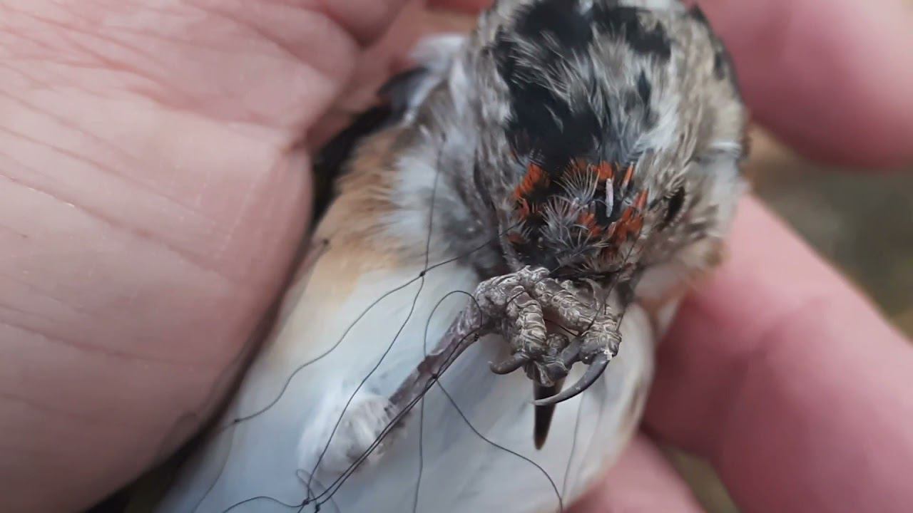 Ловля щеглов 9 октября 2021 год. смотреть онлайн