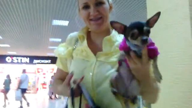 Собака в максимире смотреть онлайн