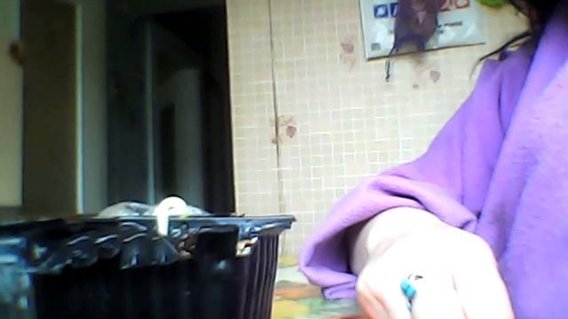 Адениум обеснум Тучный. смотреть онлайн