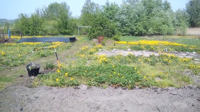 Обработка нового участка под маточник 18 05 004