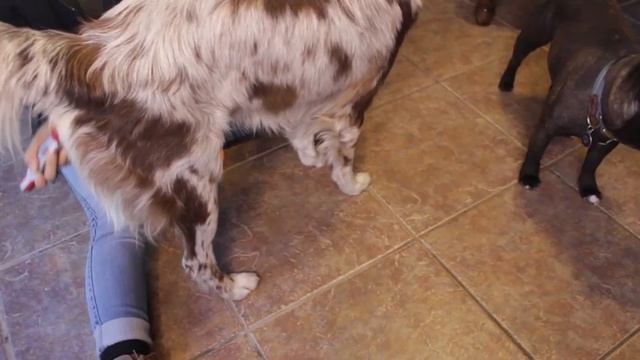 WHAT BRUSHING my AUSTRALIAN SHEPHERDS LOOKS LIKE | How much hair does an Aussie shed? смотреть онлайн