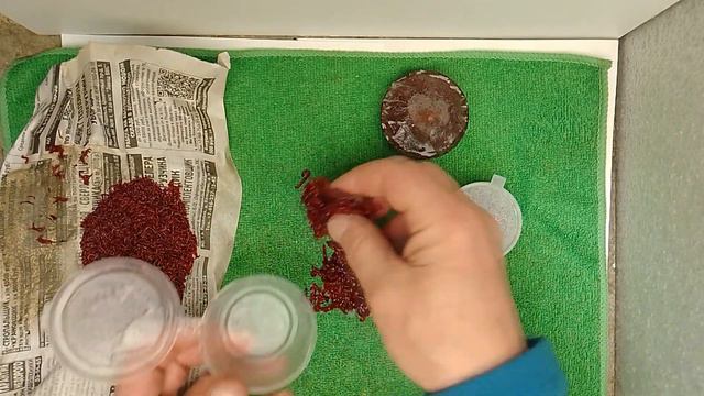 Что я делаю с мотылём после рыбалки. Как правильно заморозить мотыля смотреть онлайн