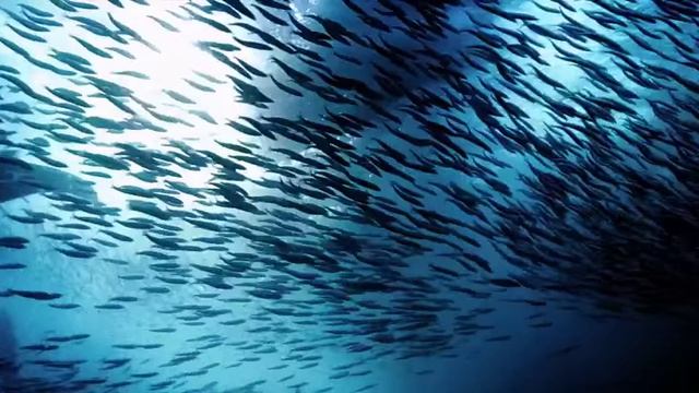 sample_960x400_ocean_with_audio смотреть онлайн