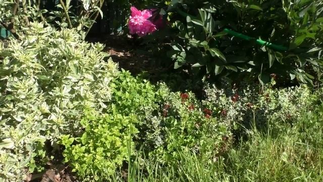 Душица полезные свойства. Полезные почвопокровники для сада! смотреть онлайн