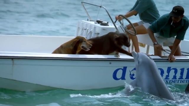 Смешные видео для детей от 3 лет Животные для детей приколы.mp4 смотреть онлайн