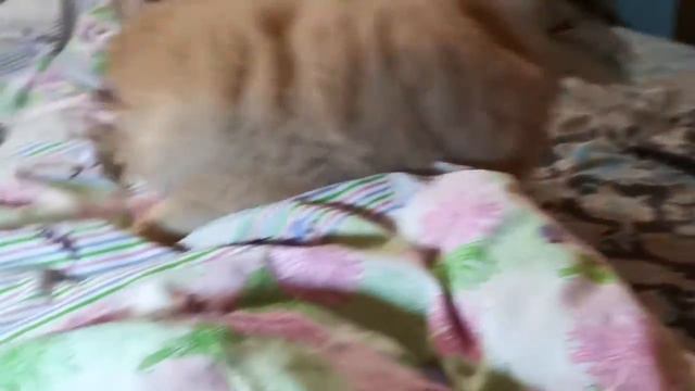 Чау чау бегает за своим хвостом смотреть онлайн