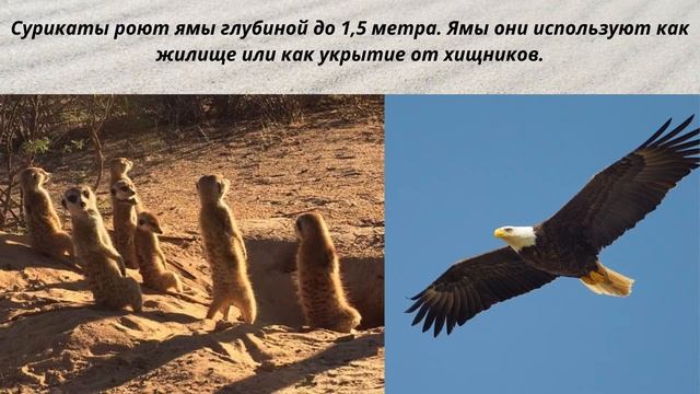 10 Интересных фактов. Сурикаты смотреть онлайн