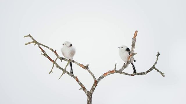 Observing Eye: Aegithalos caudatus смотреть онлайн