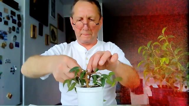 Бонсай на подоконнике. смотреть онлайн