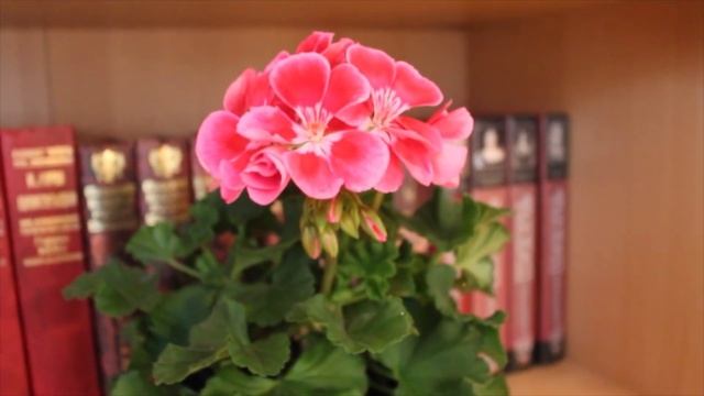ПОЧЕМУ ГЕРАНЬ НЕ ЦВЕТЁТ? КАК ЗАСТАВИТЬ ЦВЕСТИ ГЕРАНЬ #пеларгония#pelargonium#герань #oldenburgru#62 смотреть онлайн