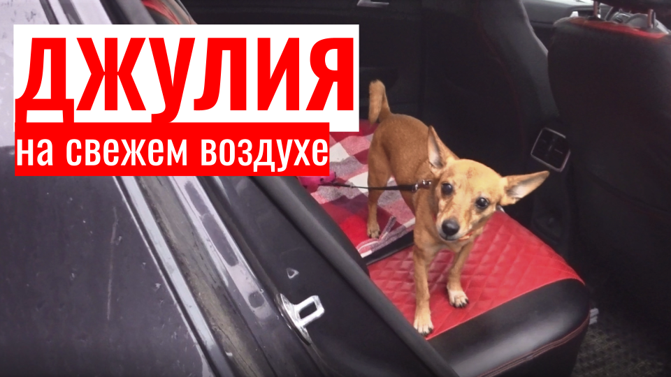 ? Джулия подурила с любимым бубликом и поехала на прогулку. смотреть онлайн