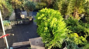 туя Тини Тим .туя  Хозори. туя Даника. туя Литол гигант .карликовый шаровидный туй .