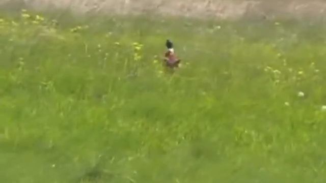 Охота и рыбалка в Долинском смотреть онлайн