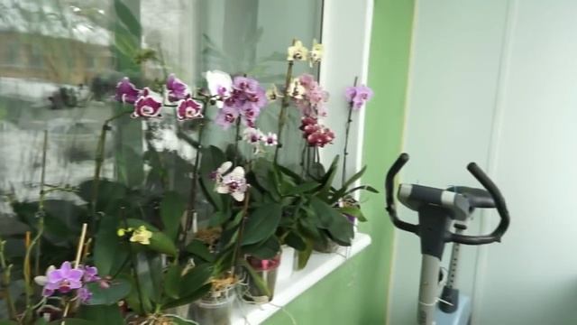 Мои ОРХИДЕИ:потрясающие ЦВЕТУНЬИ марта!Цветение моих орхидей (новинок) в марте,2021. смотреть онлайн