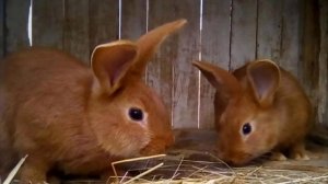 Топ 5 лучших пород кроликов!!! На данный момент!