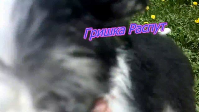 Бобтейлята в одуванчиках смотреть онлайн