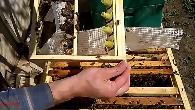 Вывод маток смотреть онлайн